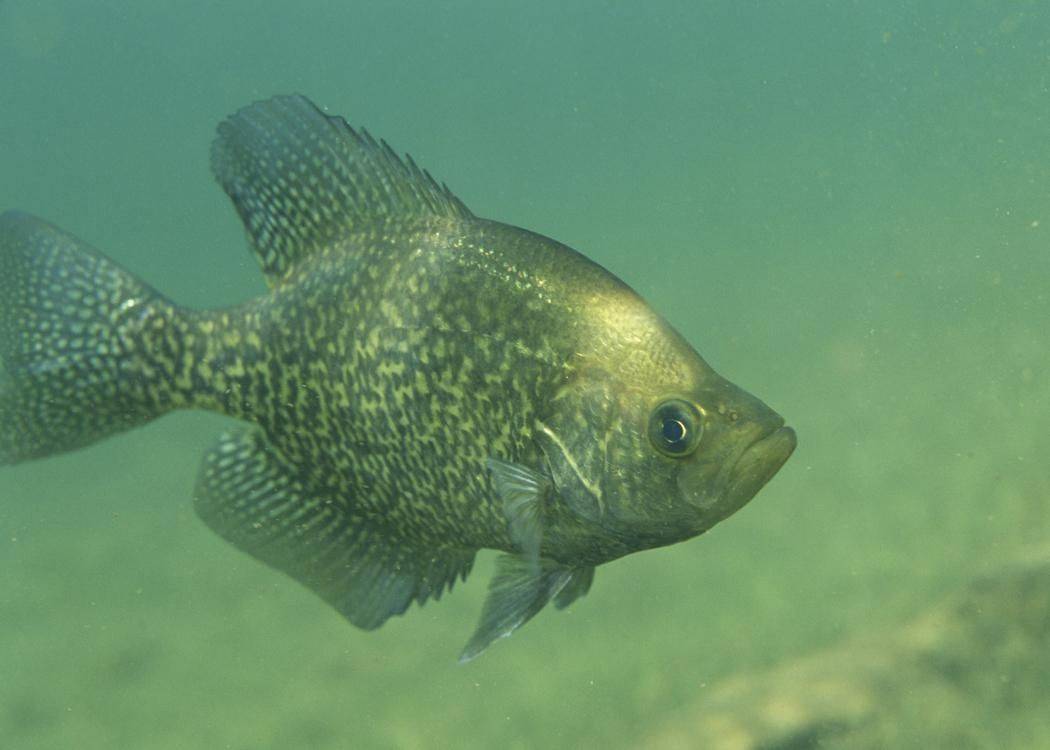 Рыбы красного моря: описание с названиями и фото, ядовитые