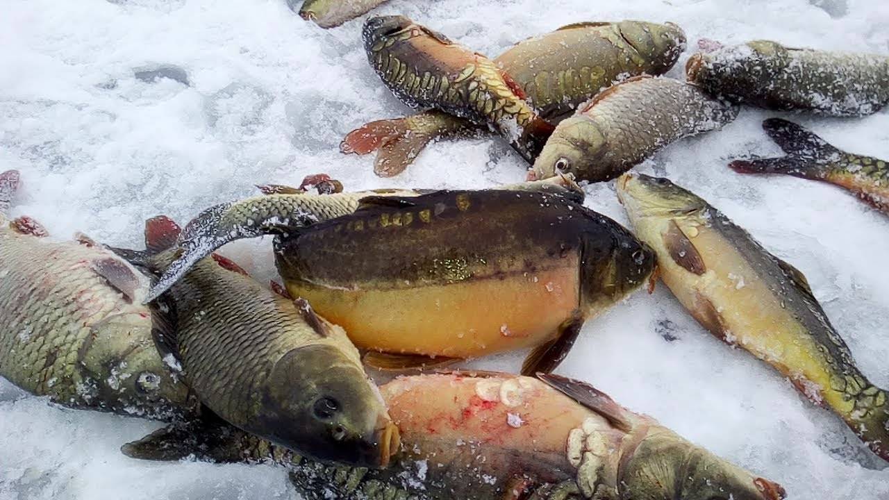 Ловля карпа зимой - читайте на сatcher.fish