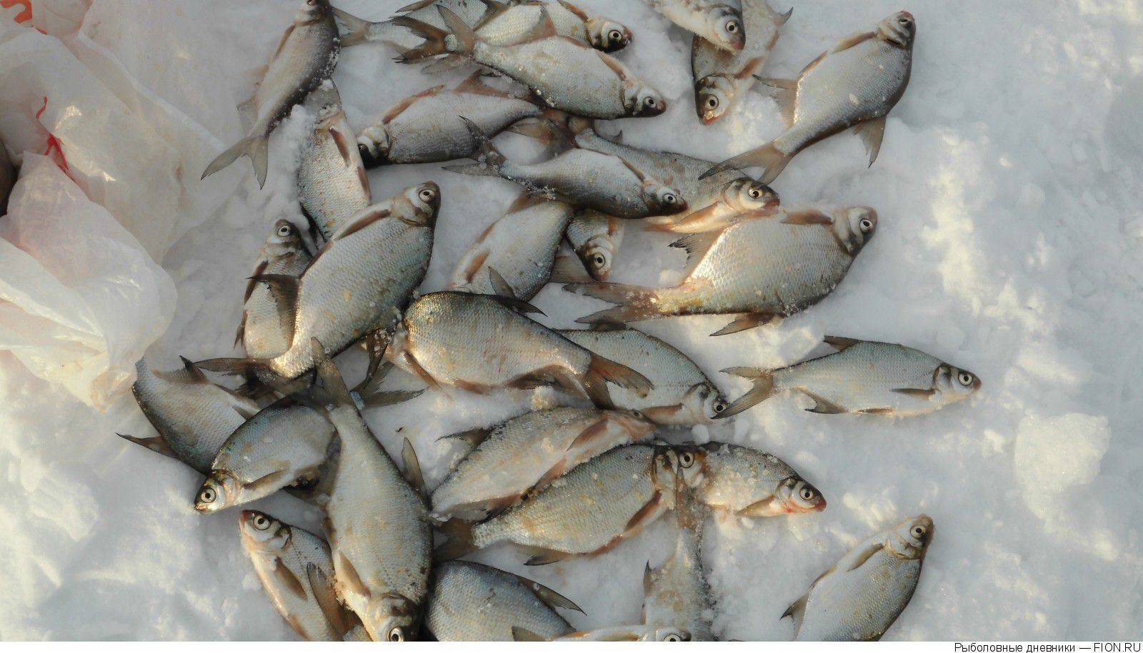 Яузское водохранилище: описание водоема и его месторасположение, особенности рыбалки, отзывы рыбаков