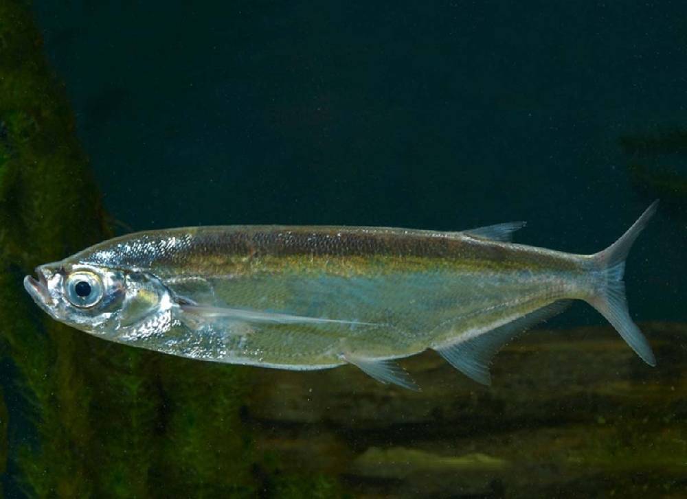 Рыба «Чехонь» фото и описание