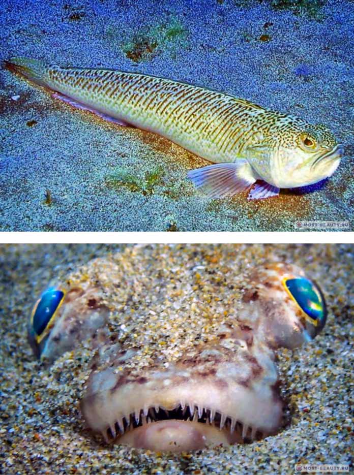 Хищные рыбы - самые опасные и самые распространенные хищные обитатели глубин (150 фото)