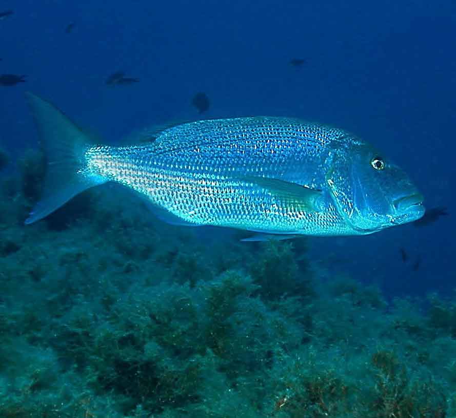 Аквариумные рыбки: 1100 видов с названиями, фото и описанием