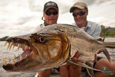 Большая тигровая рыба голиаф: свирепый хищник реки конго