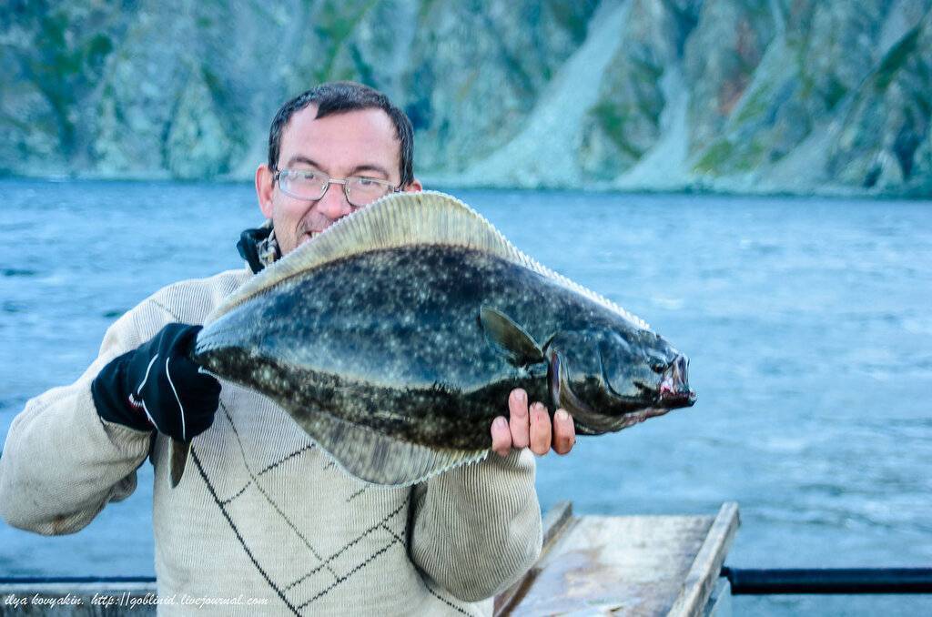 Рыба палтус и его икра — польза и возможный вред | польза и вред
