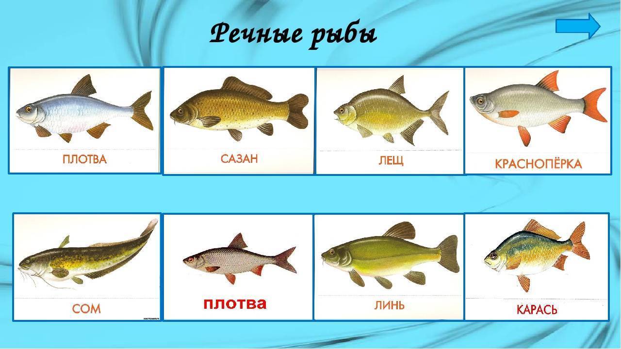 Чем отличаются морские рыбы от речных