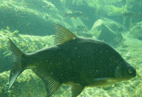 Рыба черный амур: описание, повадки, полезные свойства  :: syl.ru