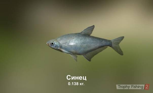 Рыба синец: фото и описание, где обитает, чем питается, особенности ловли