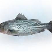 Лаврак - рыба-деликатес: описание, образ жизни, выращивание и рецепты приготовления