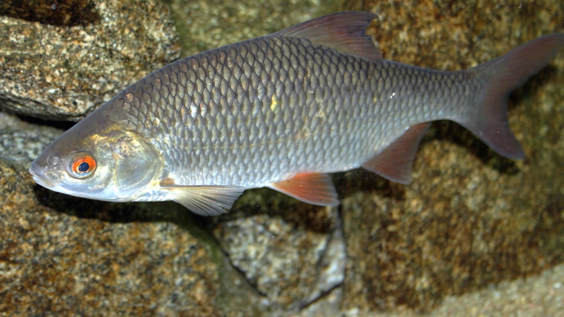 Рыба «Плотва» фото и описание