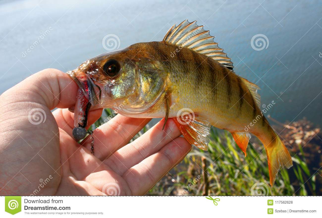 Рыба окунь: особенности, виды, рыбалка и разведение