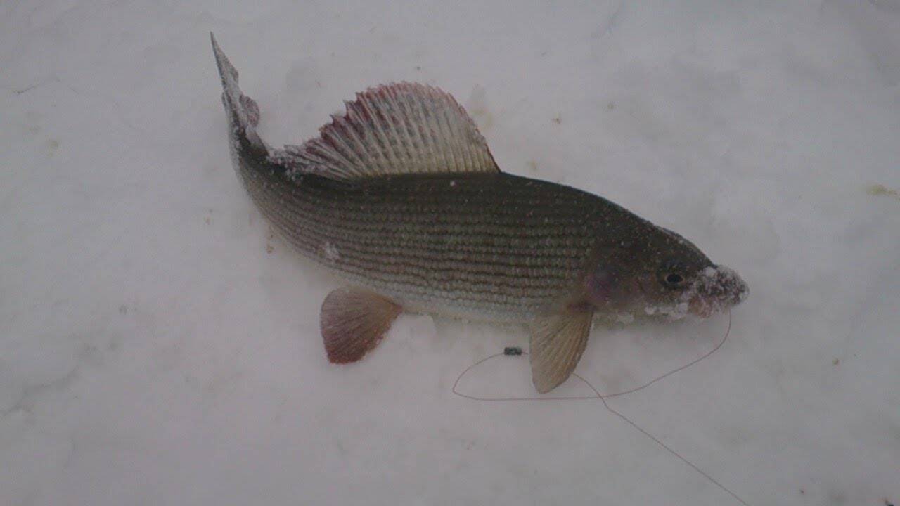 Особенности рыбалки на хариуса зимой