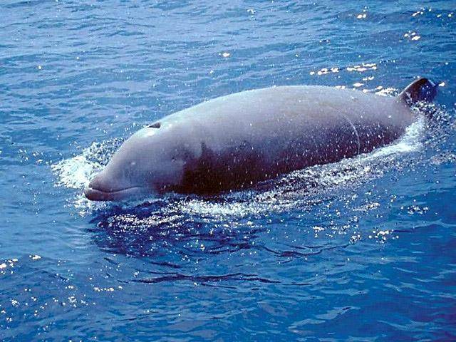 Кит клюворыл – описание и фото | клюворылый кит