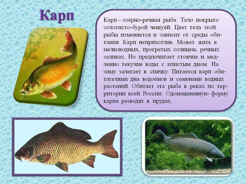 Рыба семейства карповых: список видов с названиями и фото