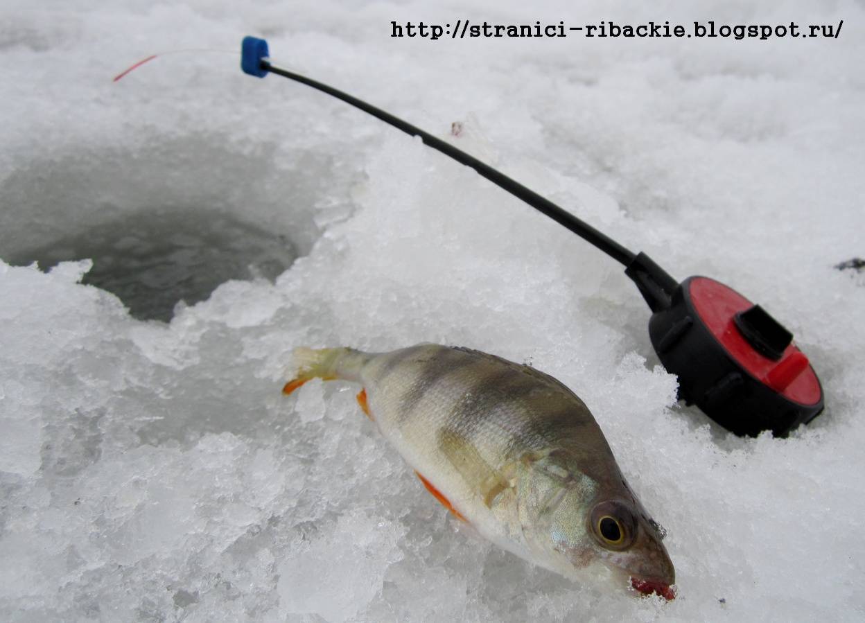 Как выбрать мормышки для зимней рыбалки на леща