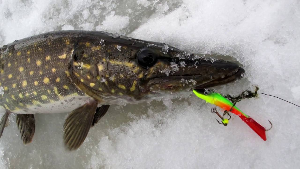 Ловля щуки на балансир зимой: видео, какие лучше подходят для рыбалки