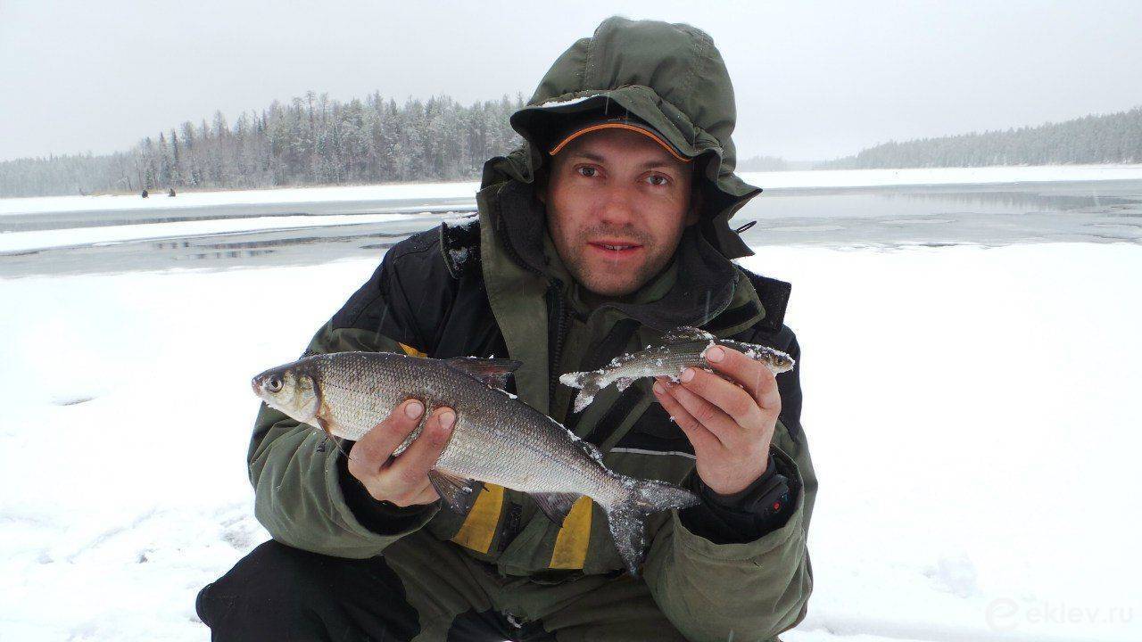 Рыбалка на северной двине - особенности, интересные факты и отзывы