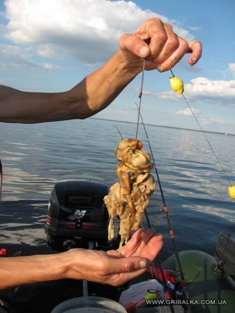 7 лучших способов и наживок для ловли сома – рыбалке.нет