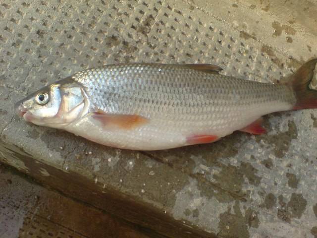 Рыба «Подуст» фото и описание