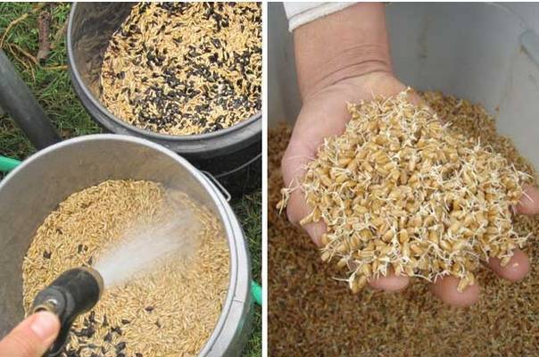 Как запарить пшеницу для рыбалки
