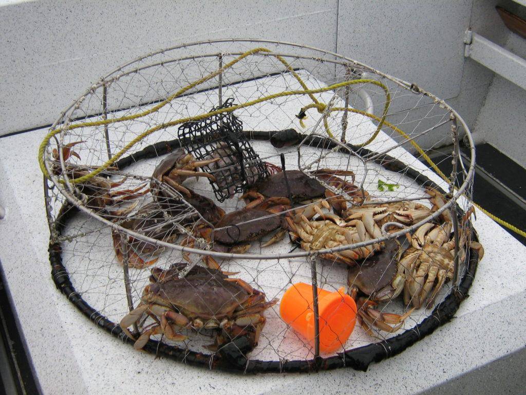 Штрафы и наказания за незаконную рыбалку в 2020 году