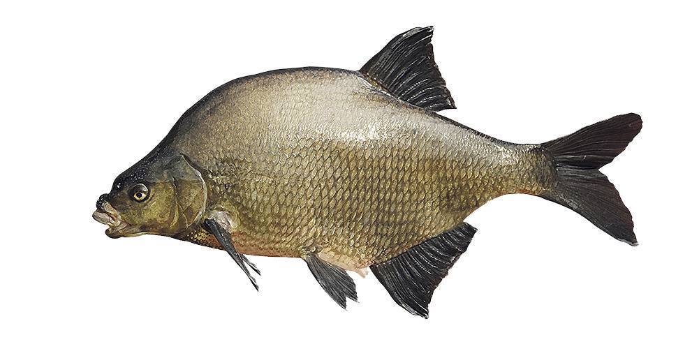 Рыба лещ: подробная характеристика, ловля и разведение