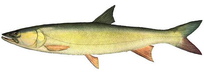 Рыба желтощёк