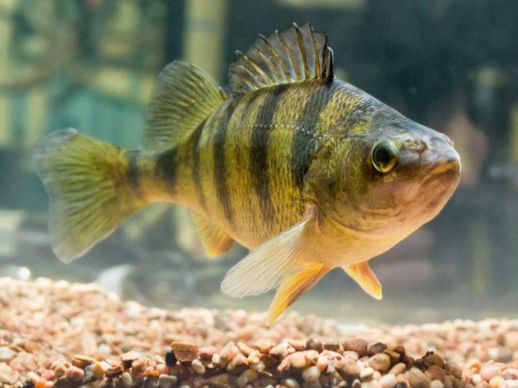 Рыба «Окунь желтый» фото и описание