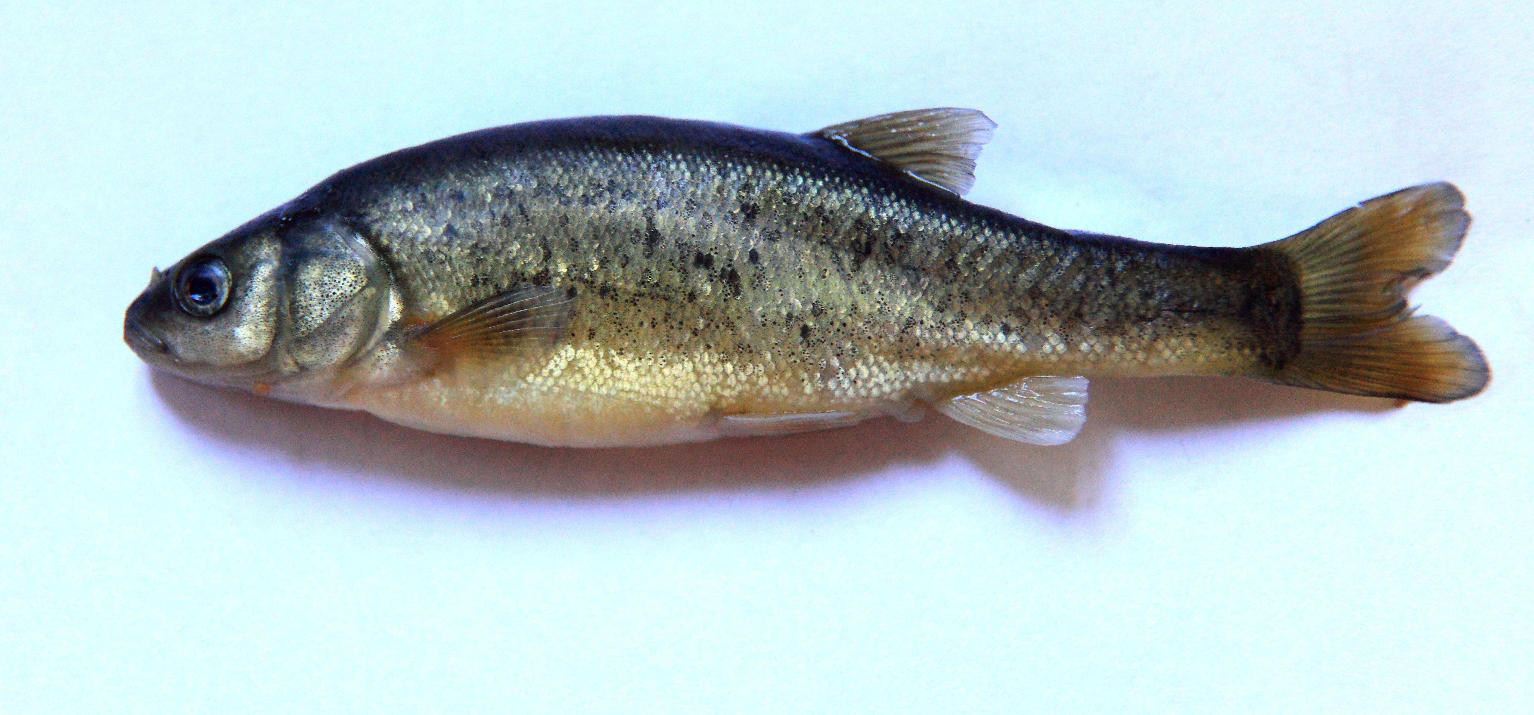 Рыба «Гольян озерный» фото и описание