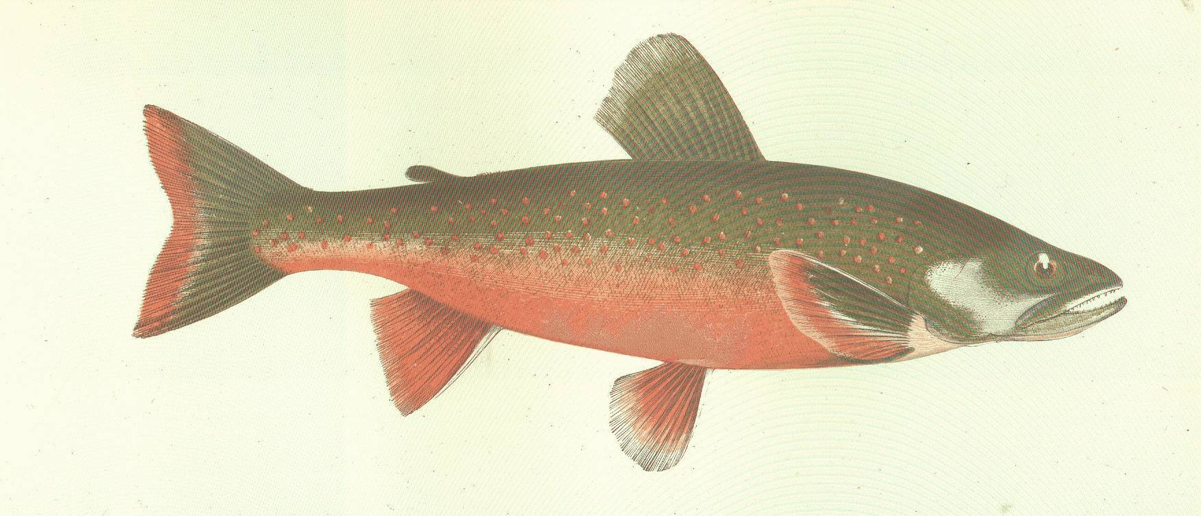 Рыба лосось: характеристика вида, где обитает, чем питается