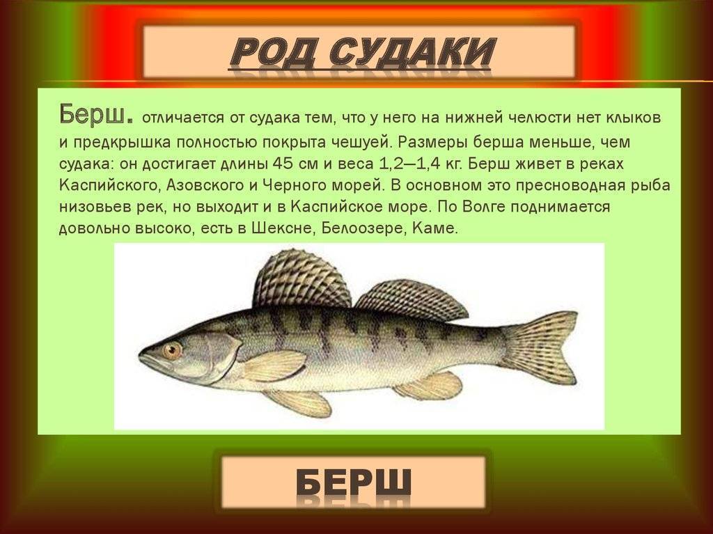 Рыба судак: как и на что его ловить, как он выглядит, чем отличается от других рыб, повадки, образ жизни, места обитания