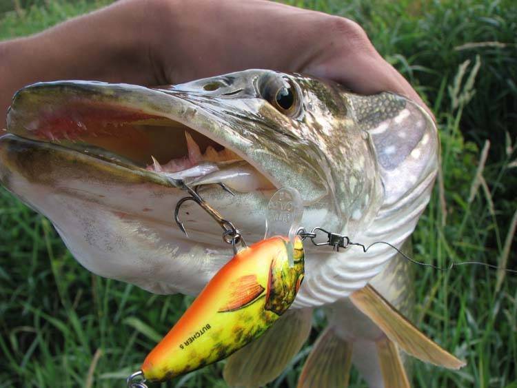 Рыба кумжа: фото, как ловить троллингом на блесну, воблеры