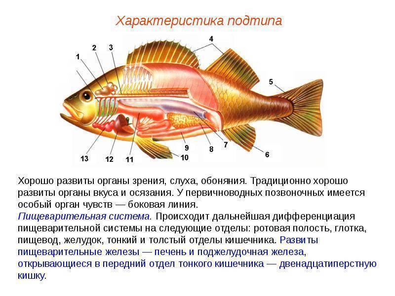 Органы чувств рыб, строение и их функции