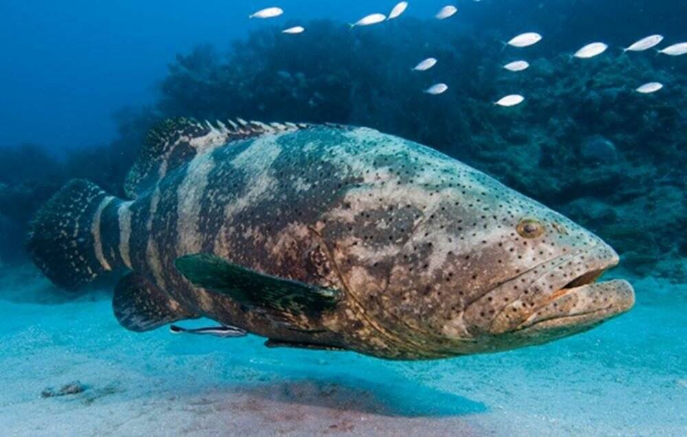 Рыба пинагор: большая присоска на брюхе и толстая кожа