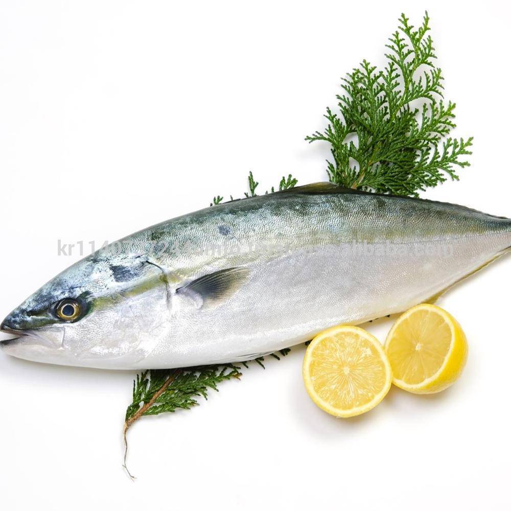 Рыба лакедра (желтохвост) » все о рыбе и рыбалке