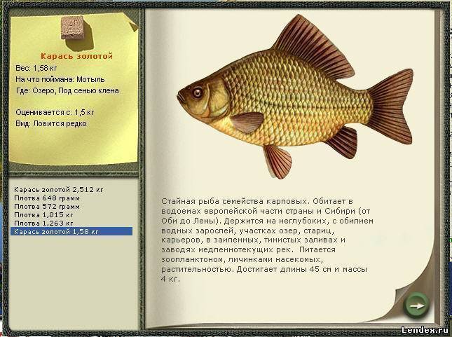 Рыбы семейства карповых: список видов пресноводных промысловых рыб