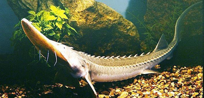 Разновидности речных рыб: виды, список, названия, описание с фото и места обитания - truehunter.ru