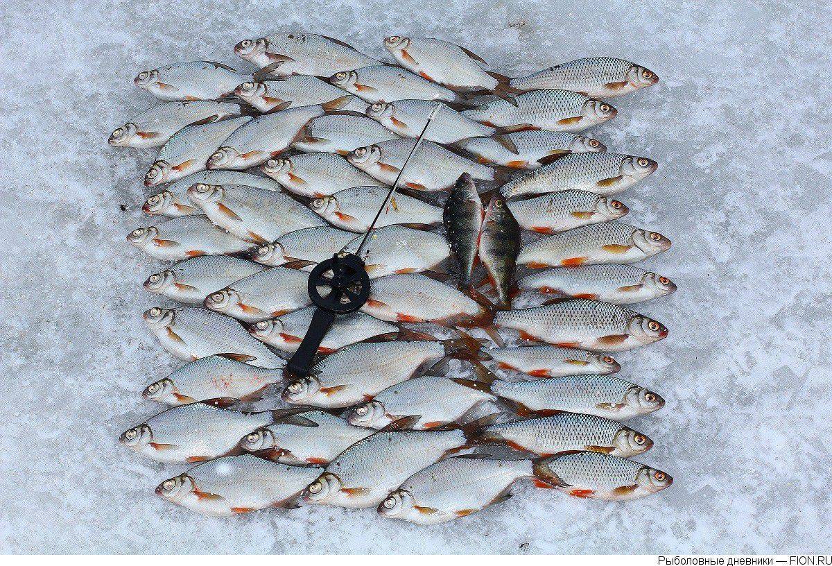 Рыбалка на можайском водохранилище: какие есть рыболовные базы, особенности ловли зимой