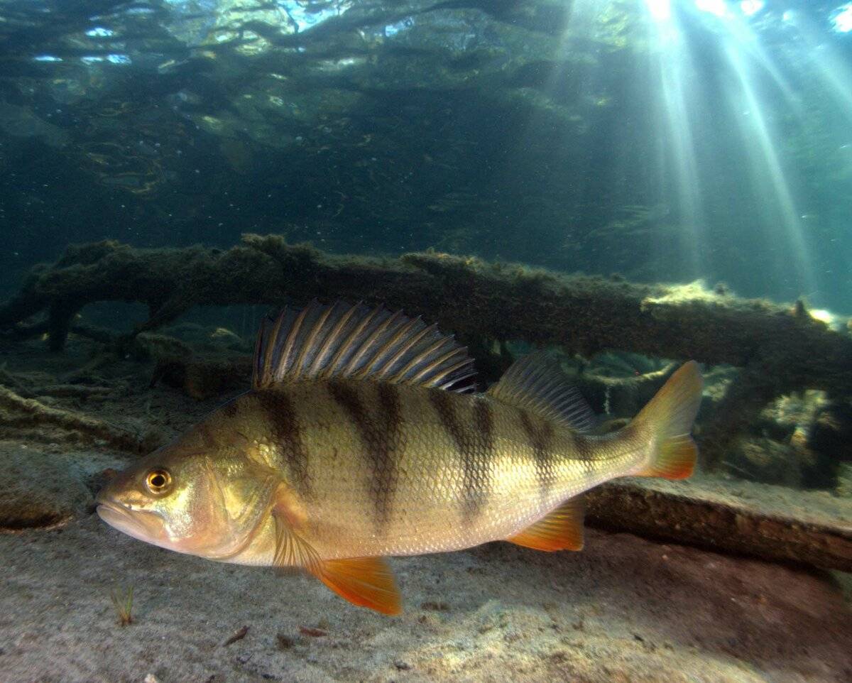 Рыба окунь - образ жизни, питание, полезные и опасные свойства рыбы (90 фото и видео)