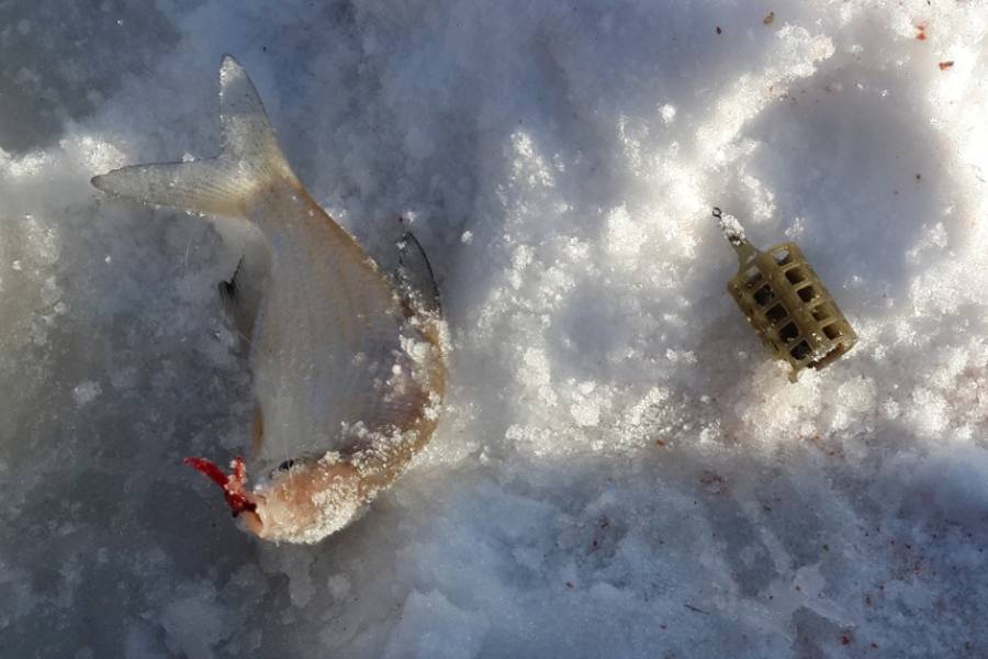 Ловля на фидер со льда: выбор снасти и секреты рыбалки зимой