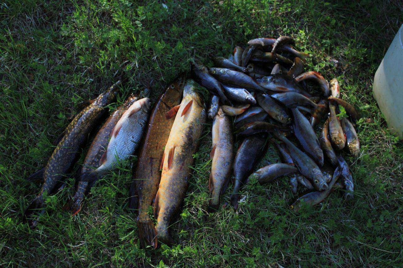 Рыбалка в карелии дикарем - выбор озера, лучшие места и особенности
