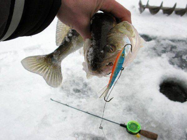 Зимняя рыбалка на судака – советы по ловле и прикормке [2019]