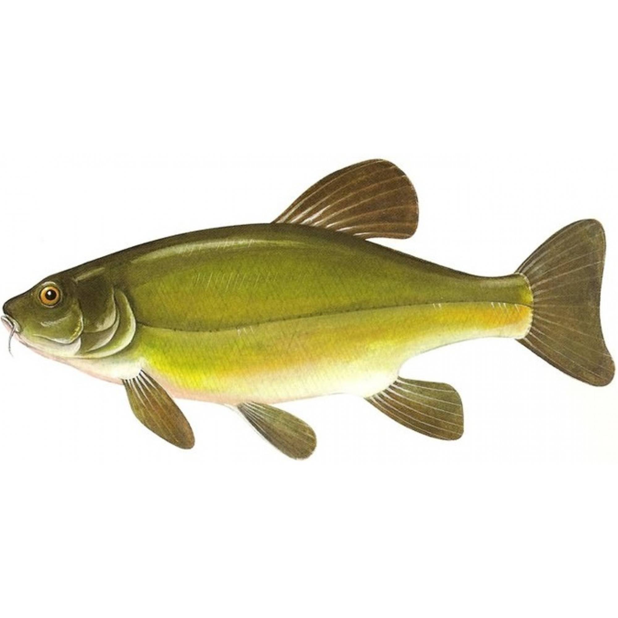 Рыба линь – фото и описание