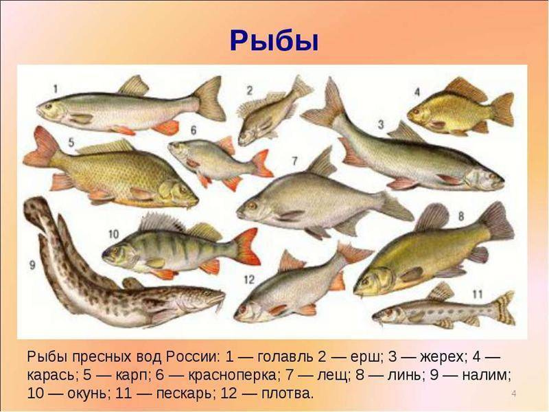 Виды донской рыбы фото и названия