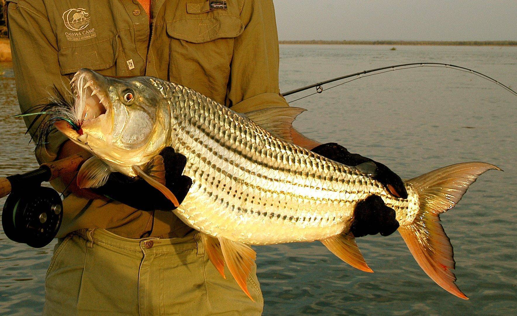 Африканская тигровая рыба голиаф: речные монстры