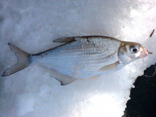 Рыба «Белоглазка» фото и описание
