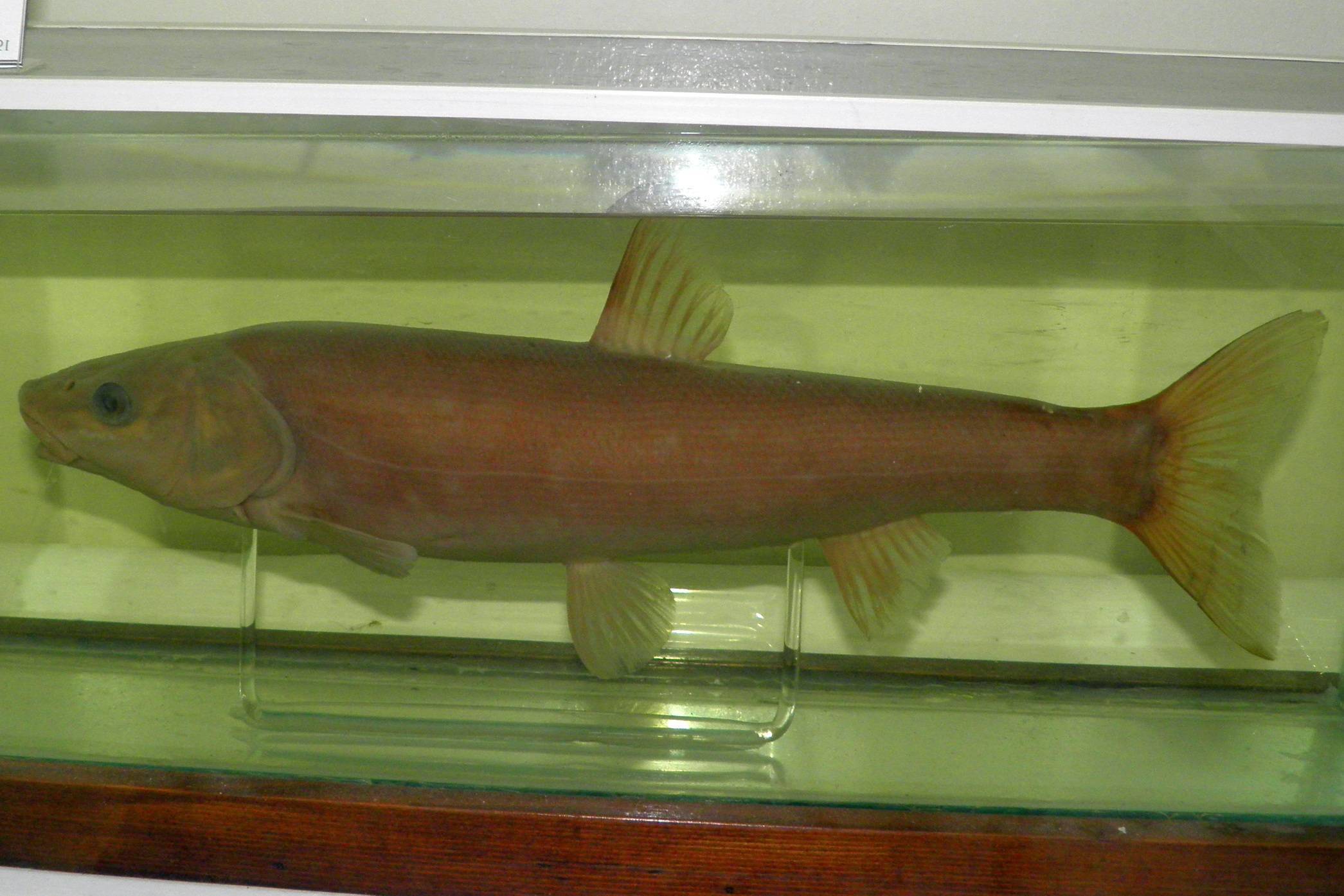 Лапина, рулена, губан, зеленуха… рыба семейства окуневых: описание, фото, промышленная ценность