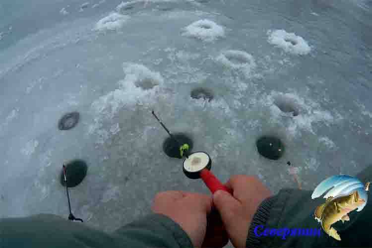 Ловля карпа зимой: особенности и секреты, выбор снасти, применение мормышки на зимней рыбалке
