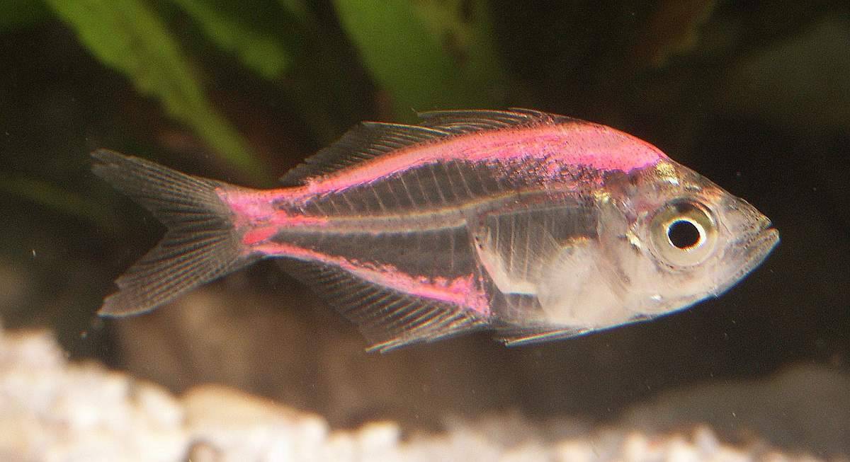 Cтеклянный окунь цветной: аквариумная рыбка