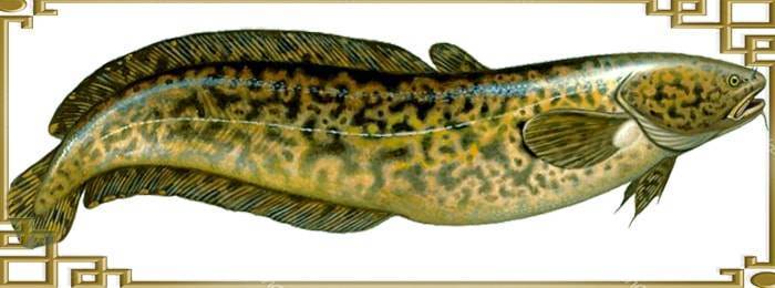 Рыба налим: описание внешнего вида, возможные размеры и местообитание