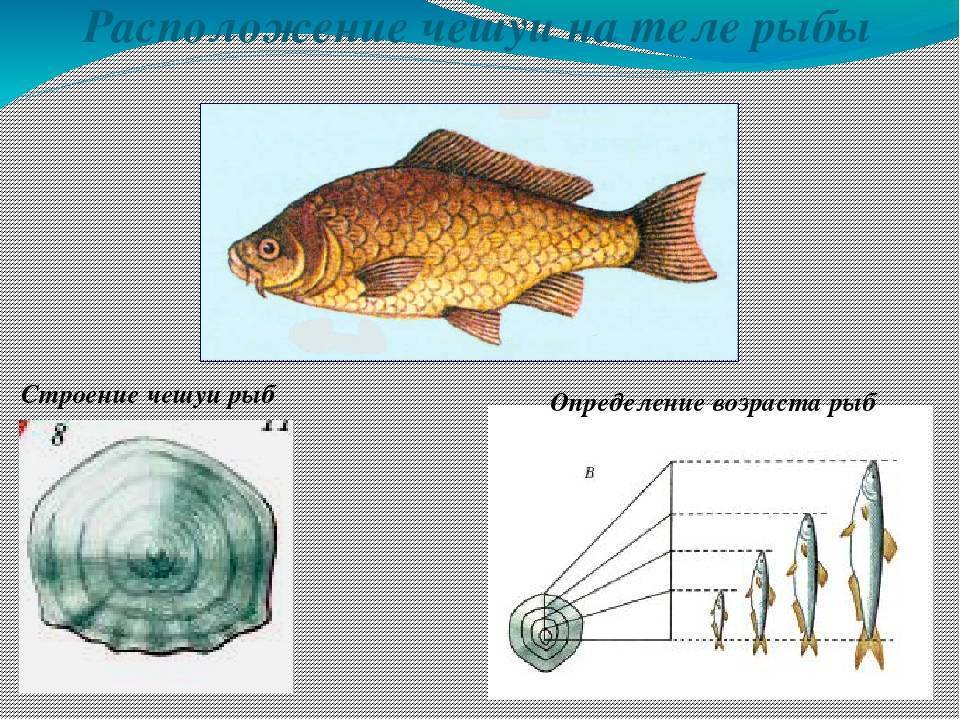 Как определить возраст рыбы – описание способов